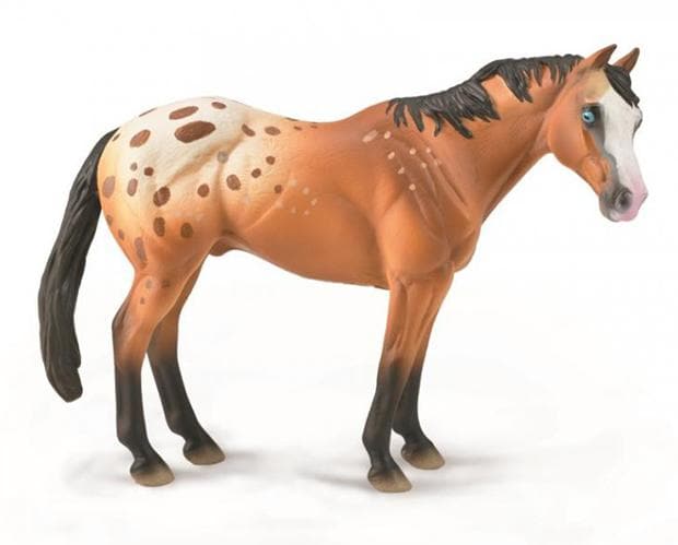 Appaloosa Stallion