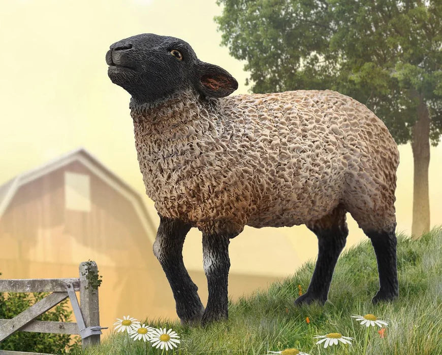 Suffolk Sheep